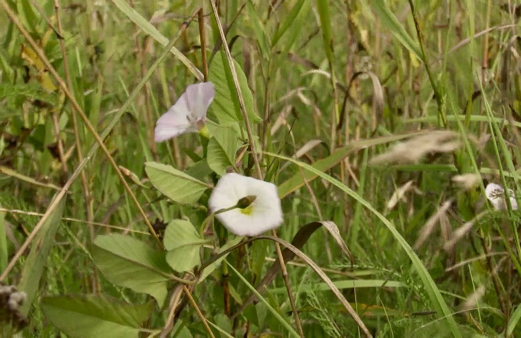 Клин, общество, туризм, культура