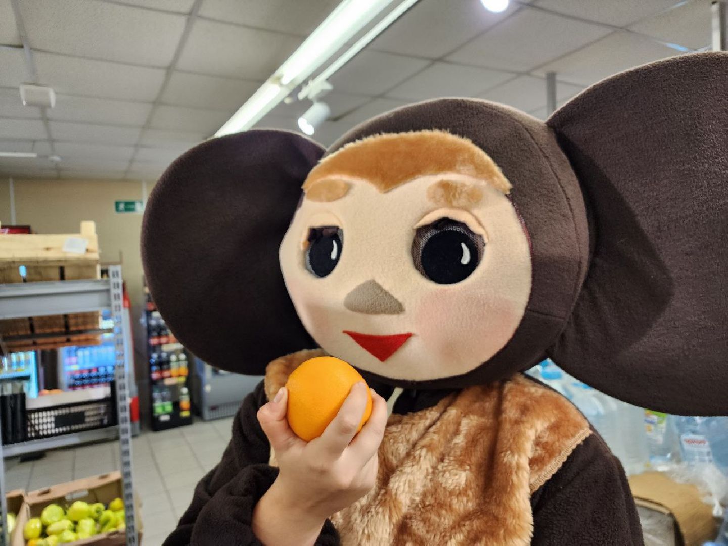 чебурашка, выборы 2023, выборы губернатора, выборы депутатов, Лосино-Петровский