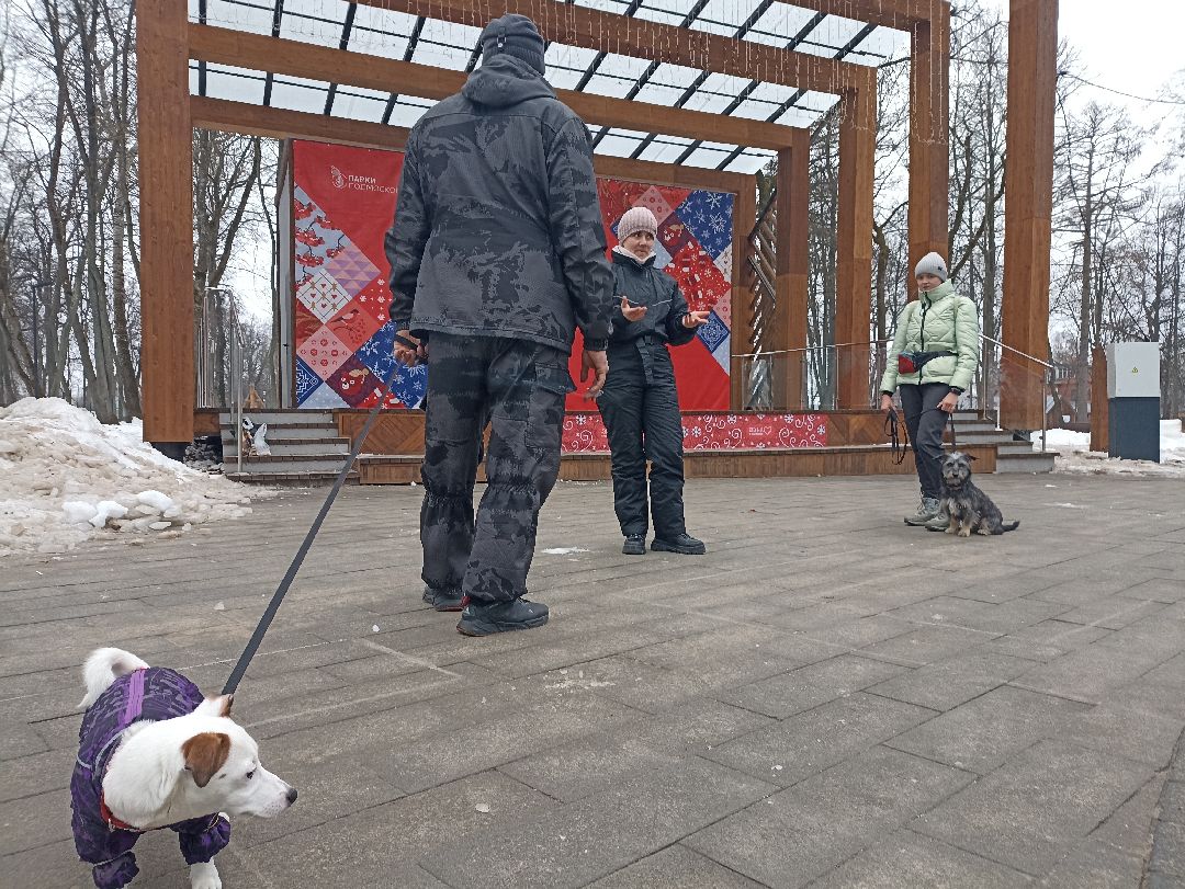 Серпухов, парк, дрессировка, собаки
