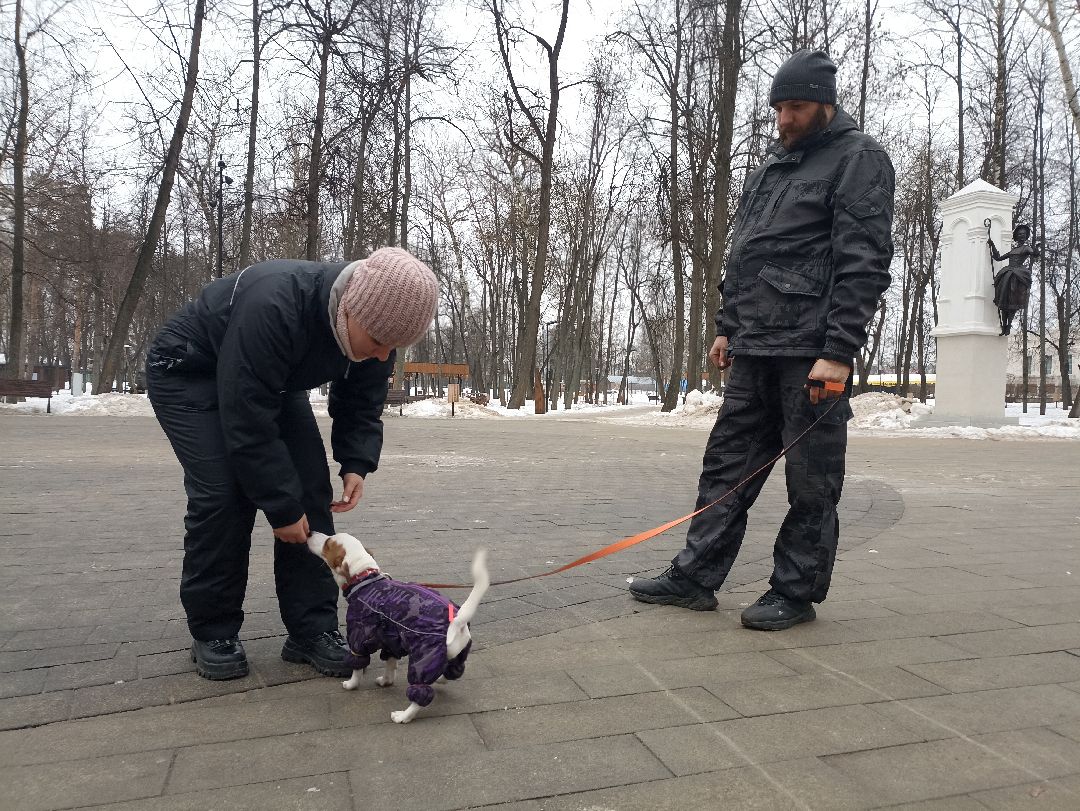 Серпухов, парк, дрессировка, собаки