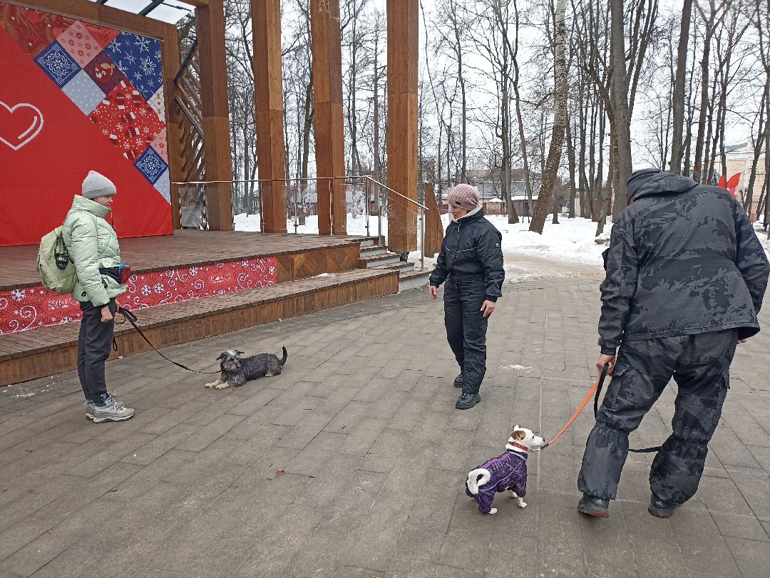 Серпухов, парк, дрессировка, собаки