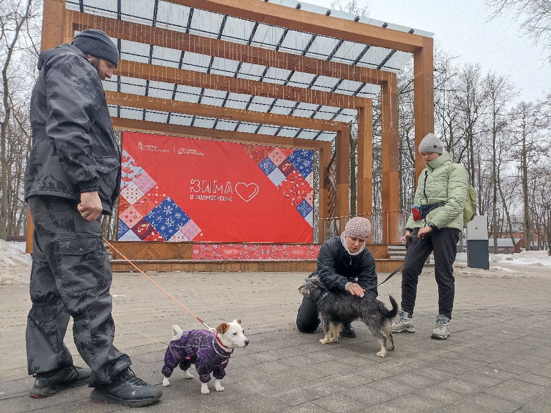 Серпухов, парк, дрессировка, собаки