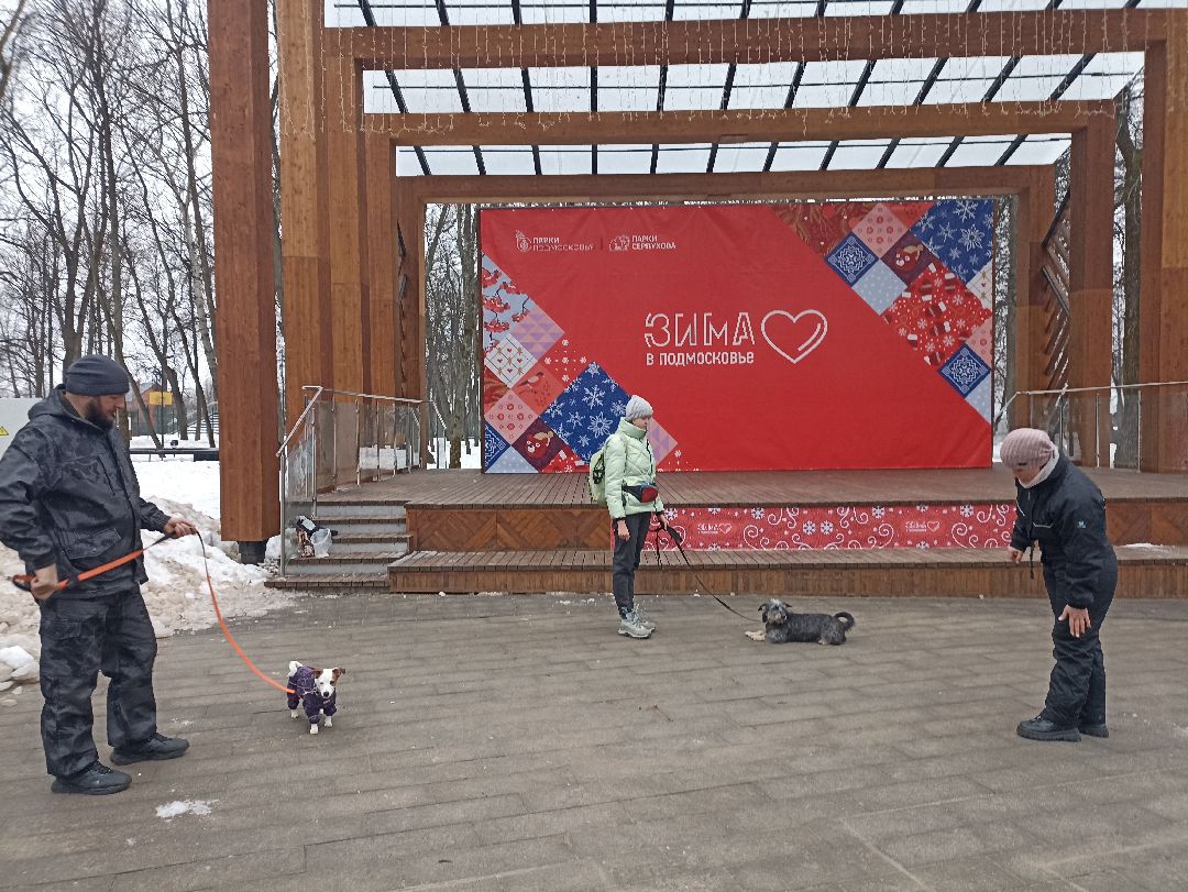 Серпухов, парк, дрессировка, собаки