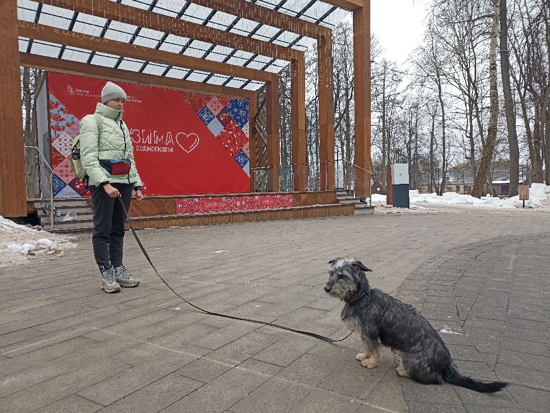 Серпухов, парк, дрессировка, собаки