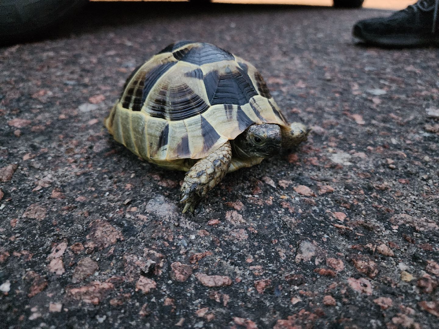 егореьвск, выборы, выборы 2023, выборы-2023, выборы губернатора, голосование, едг2023, подмосковьевыбирает2023,