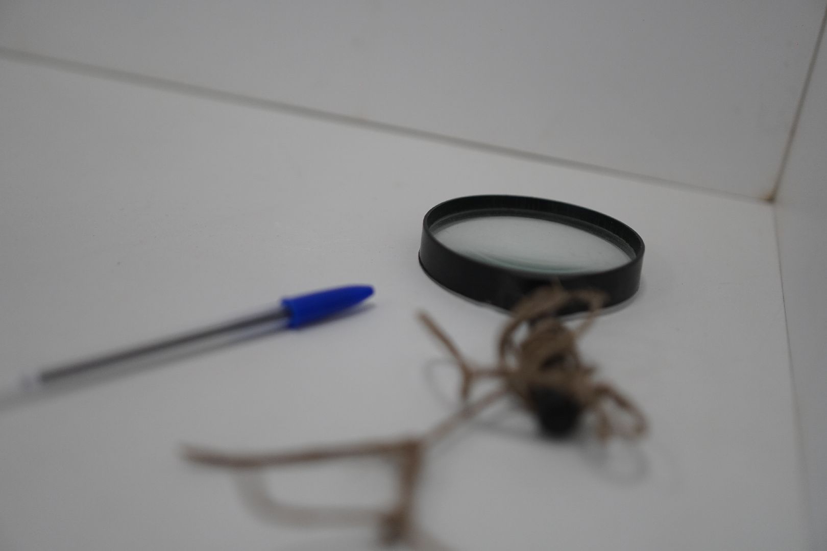 Коломна, выборы, выборы губернатора,