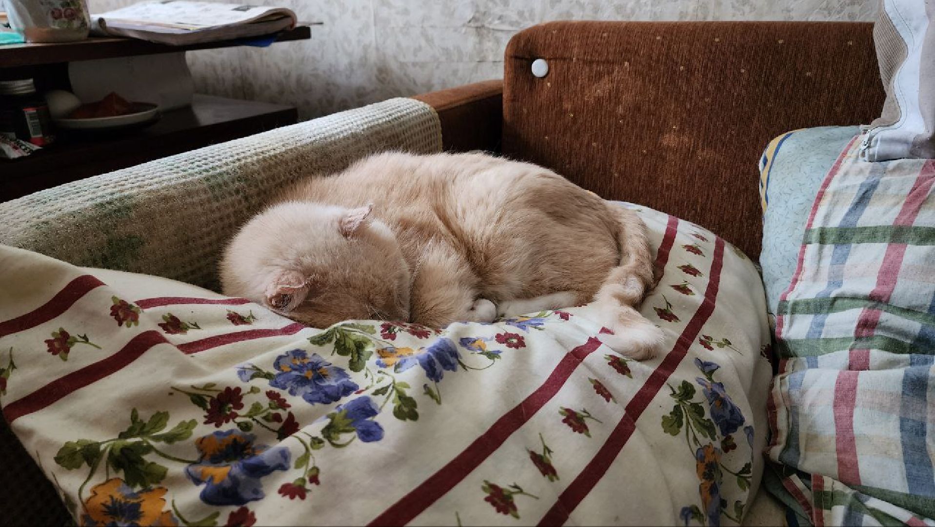 Дмитров, Выборы 2023, Губернатор