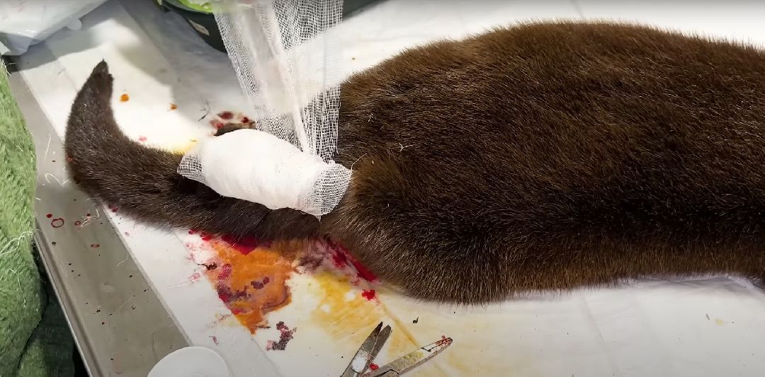 Клин, Животные, Общество