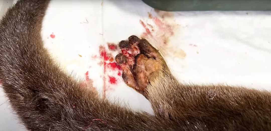 Клин, Животные, Общество