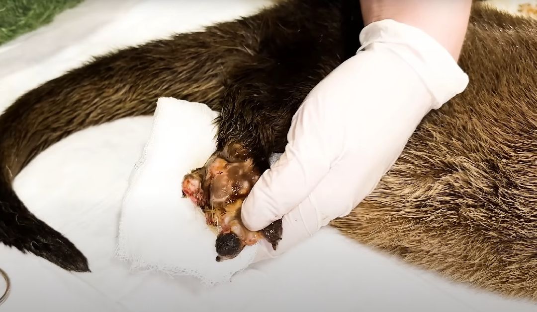 Клин, Животные, Общество