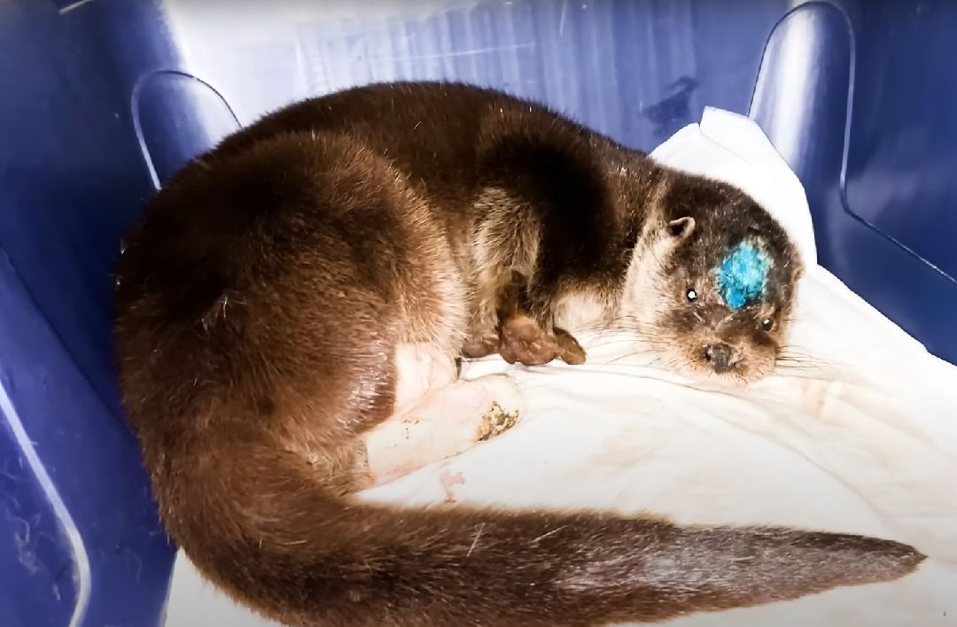 Клин, Животные, Общество