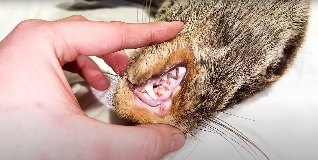 Клин, Животные, Общество