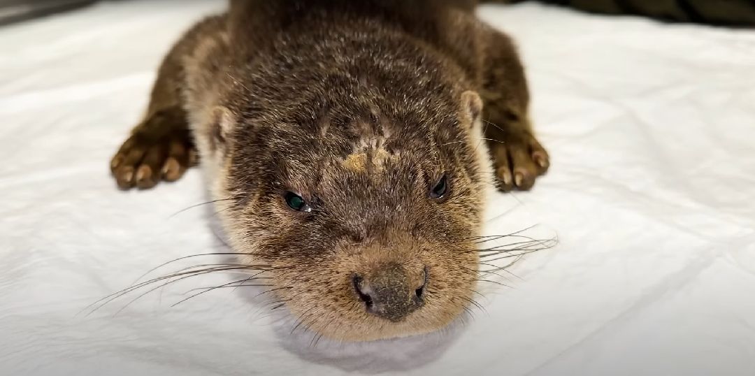 Клин, Животные, Общество