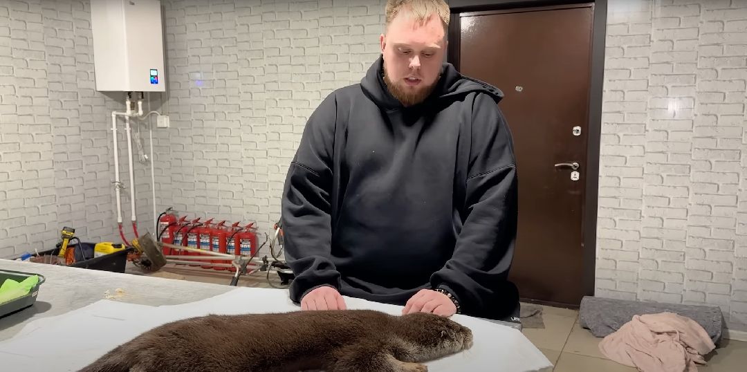 Клин, Животные, Общество