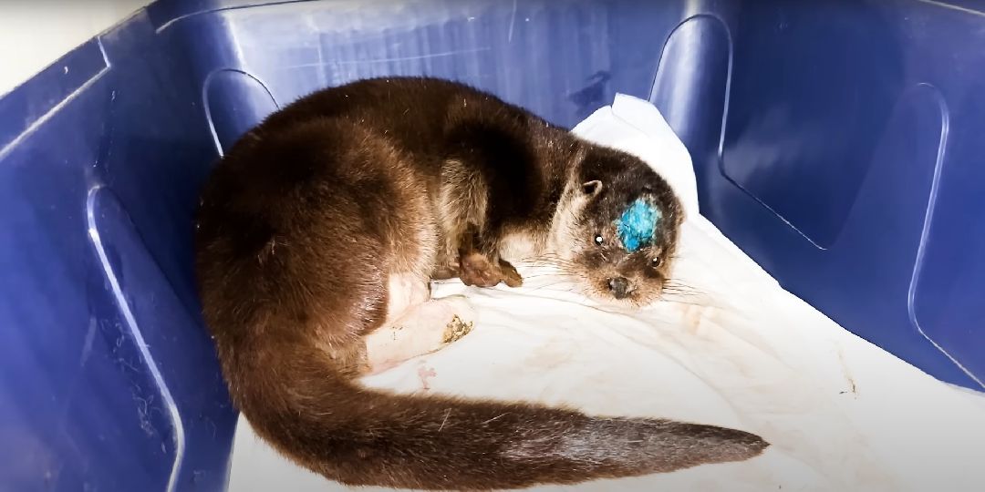 Клин, Животные, Общество