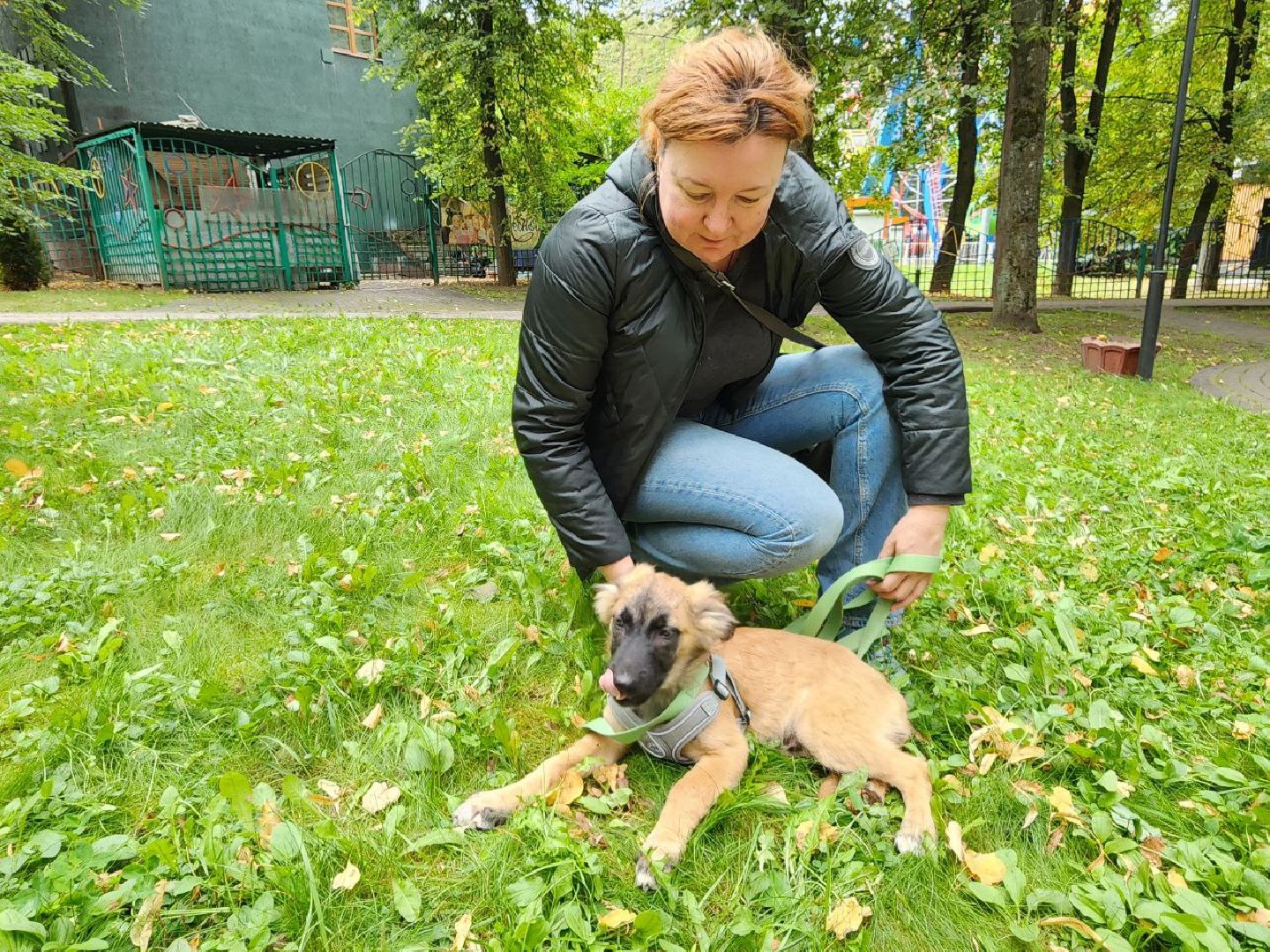 животные, пристройство, волонтер, видное, помощь,