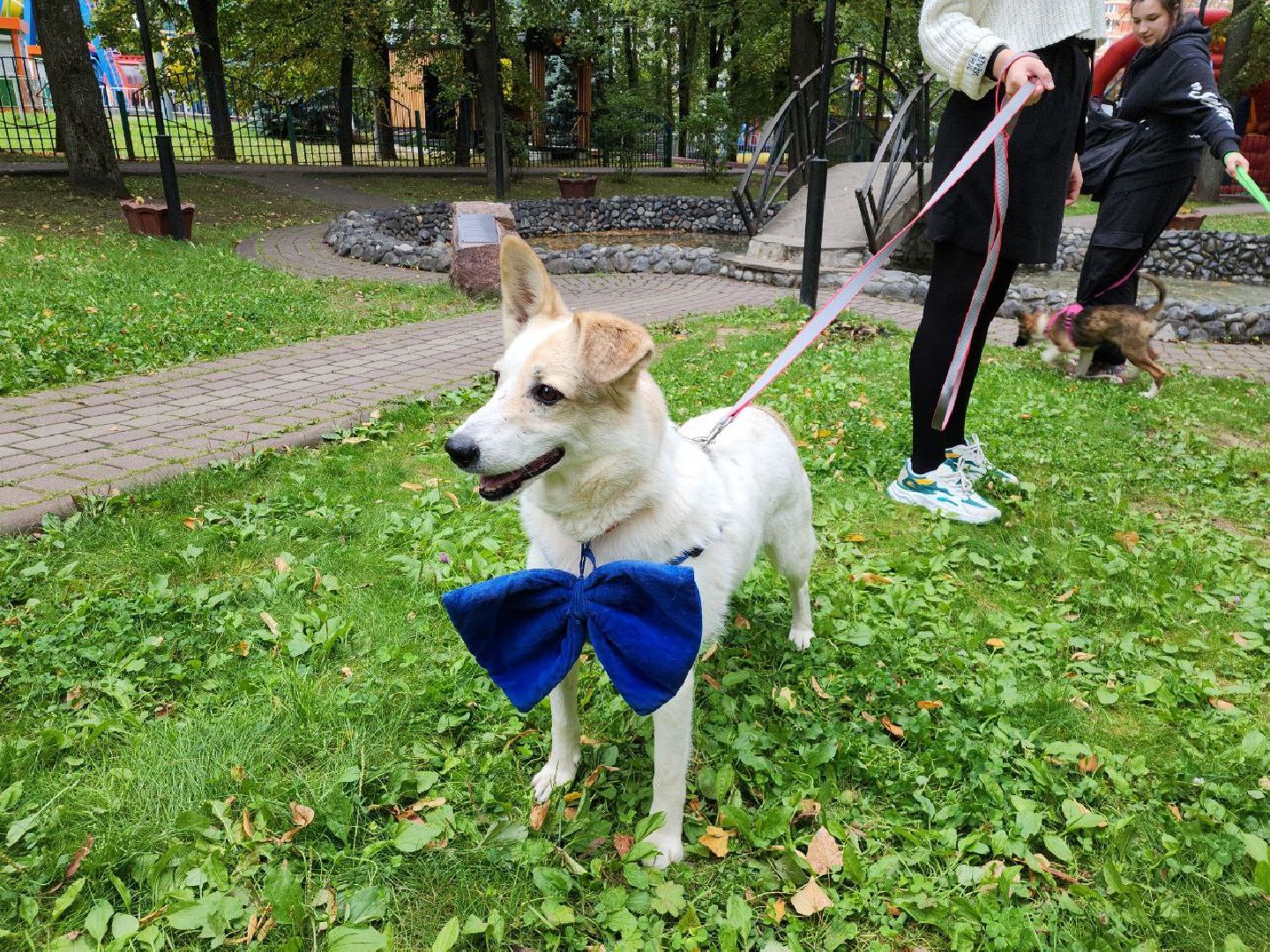 животные, пристройство, волонтер, видное, помощь,