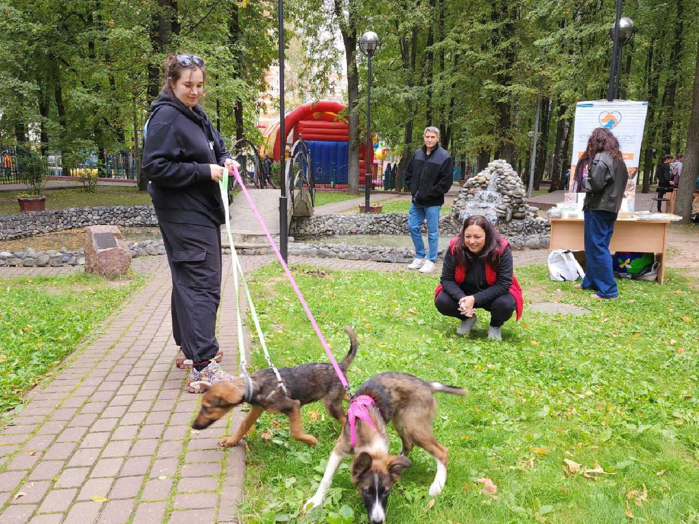 животные, пристройство, волонтер, видное, помощь,