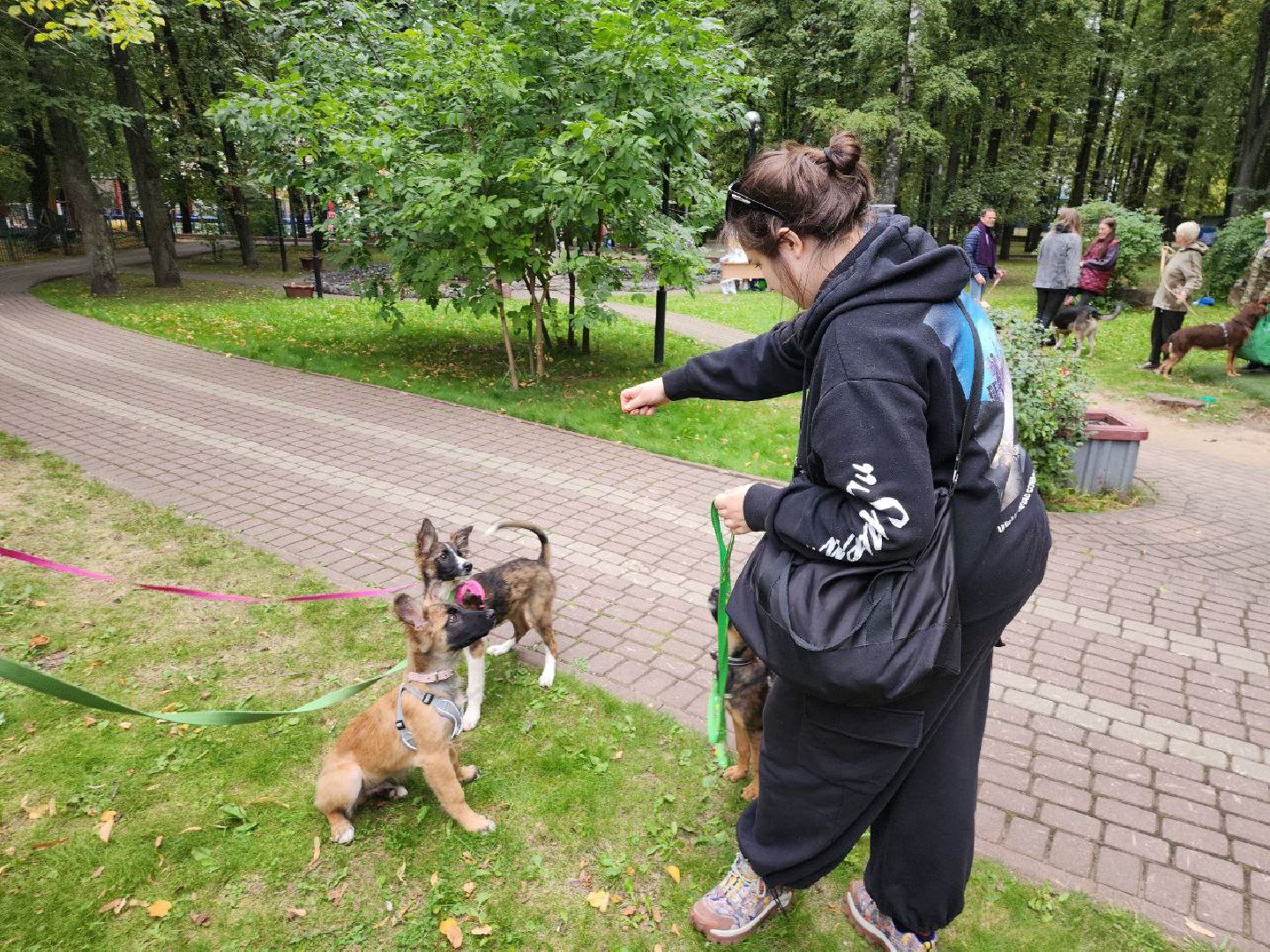 животные, пристройство, волонтер, видное, помощь,