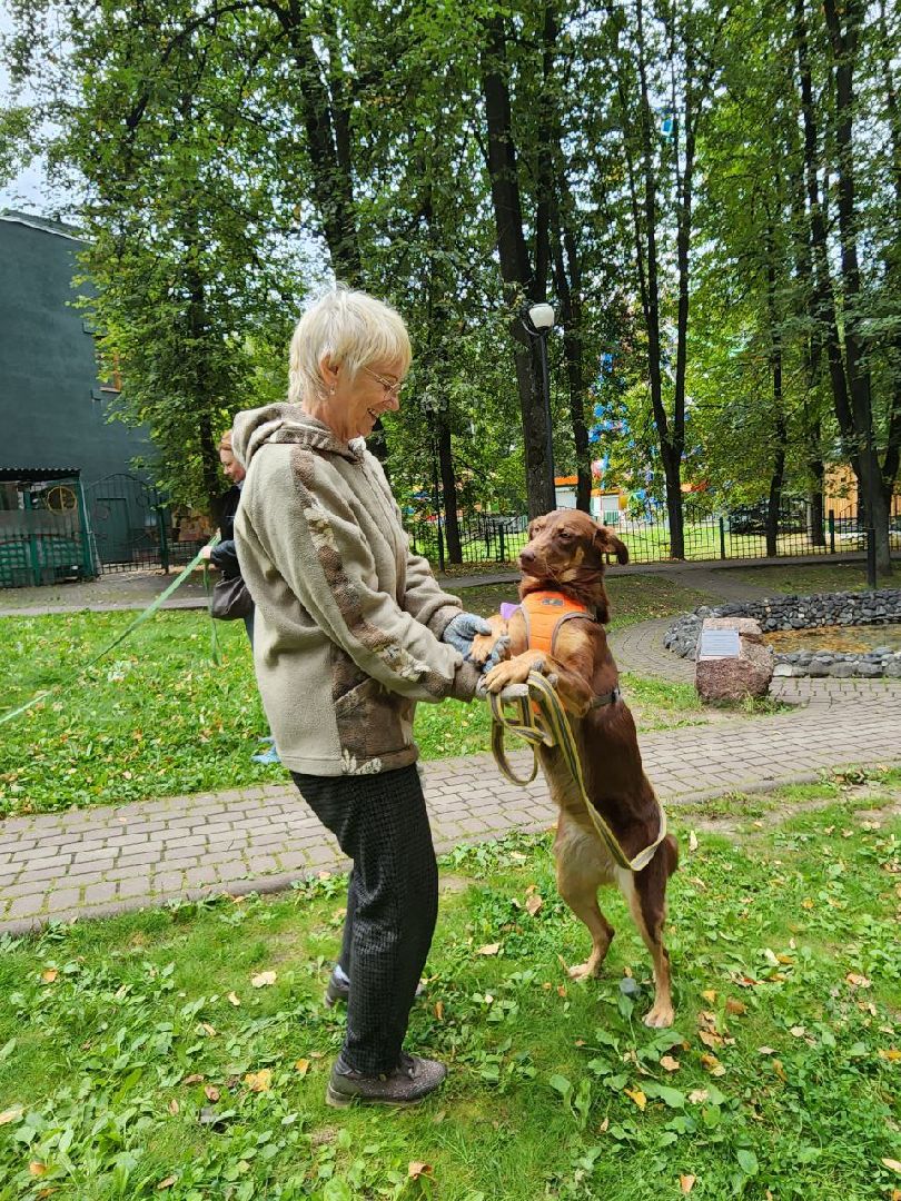 животные, пристройство, волонтер, видное, помощь,