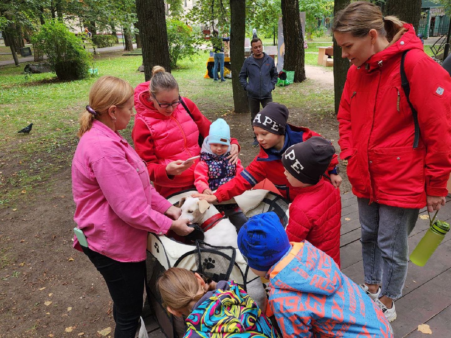 животные, пристройство, волонтер, видное, помощь,