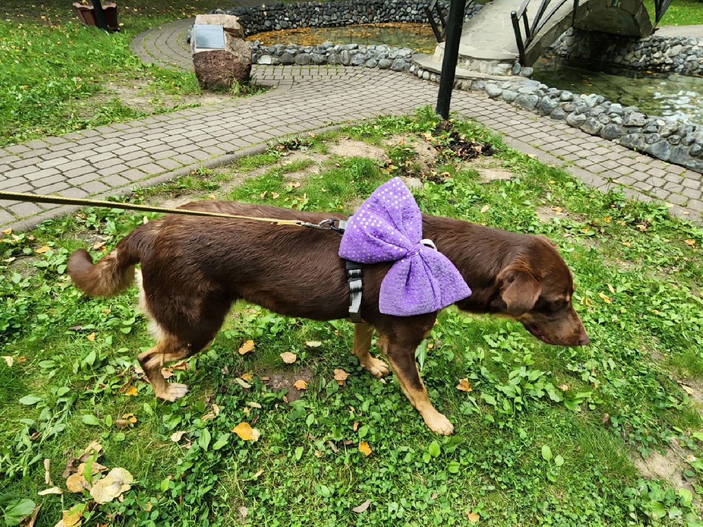 животные, пристройство, волонтер, видное, помощь,