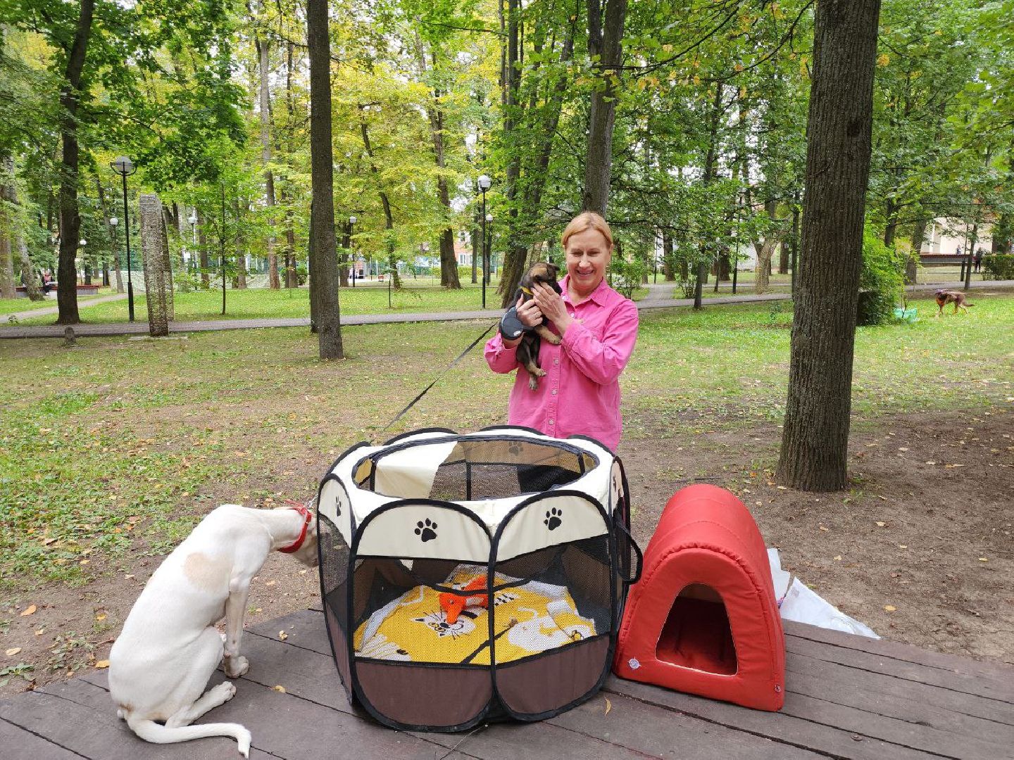 животные, пристройство, волонтер, видное, помощь,