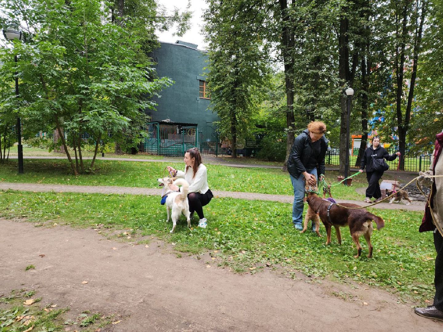 животные, пристройство, волонтер, видное, помощь,