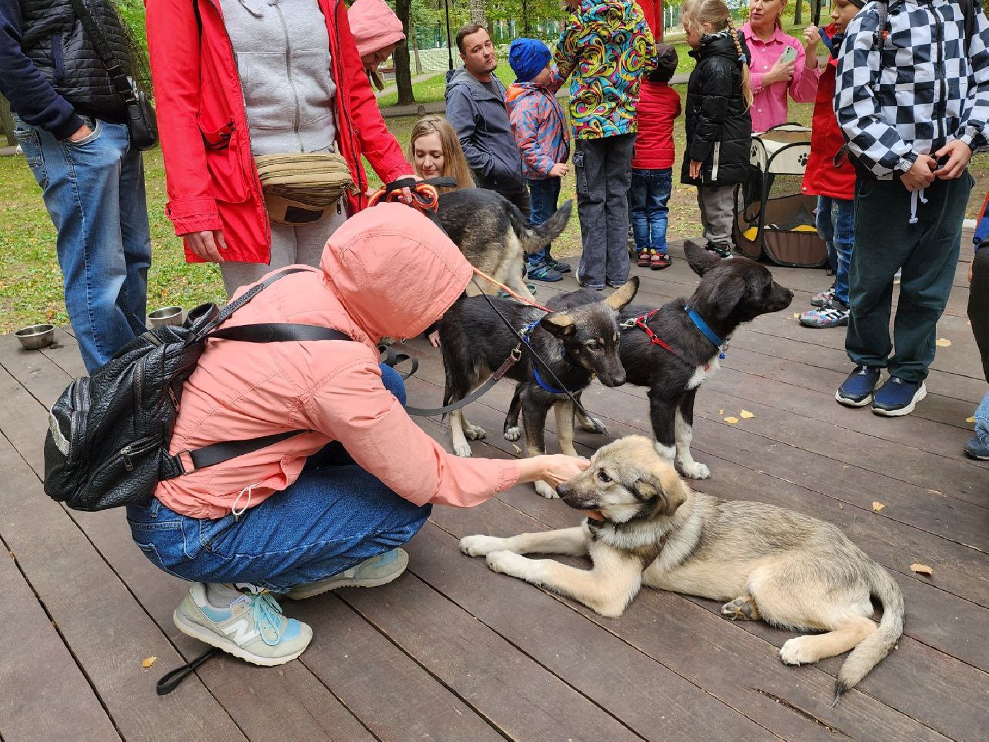 животные, пристройство, волонтер, видное, помощь,