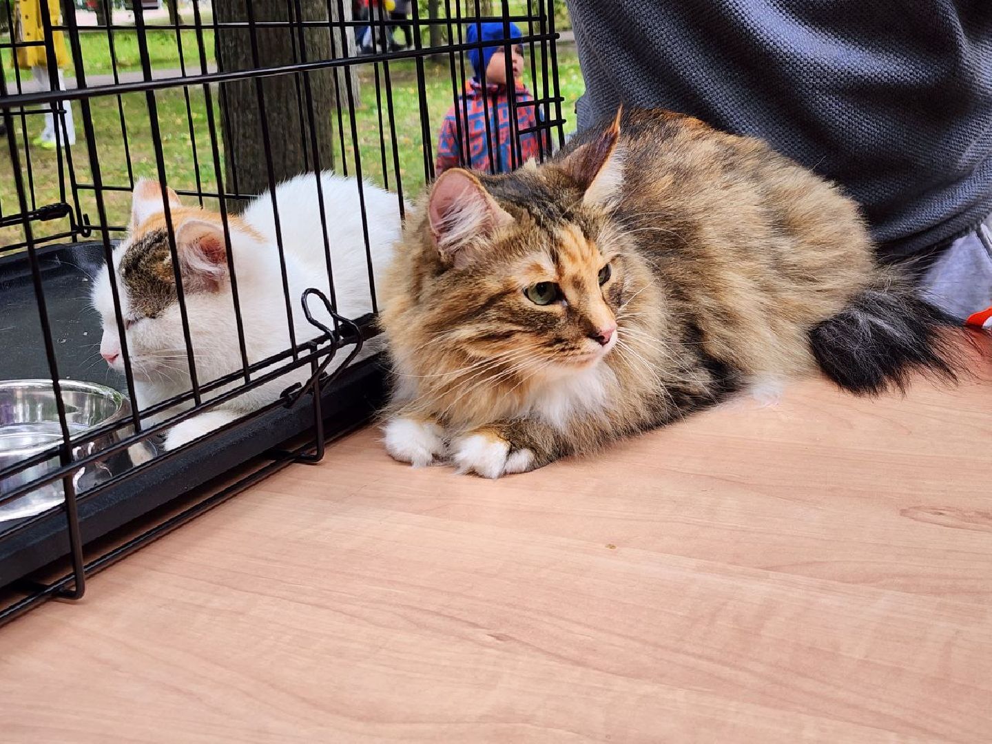 животные, пристройство, волонтер, видное, помощь,