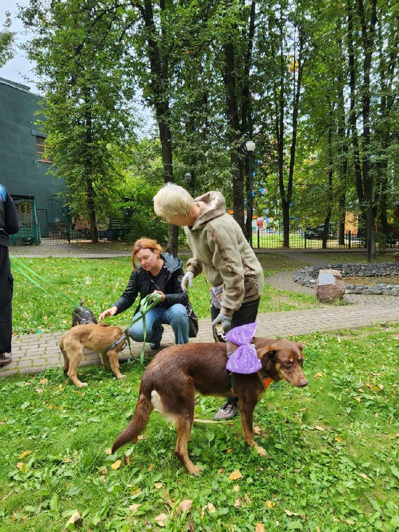животные, пристройство, волонтер, видное, помощь,