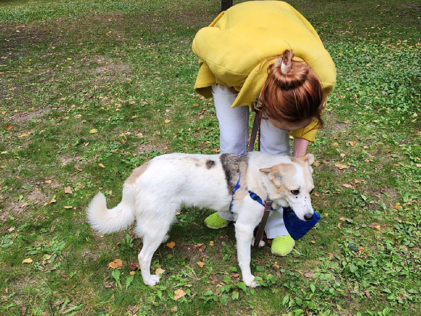 животные, пристройство, волонтер, видное, помощь,