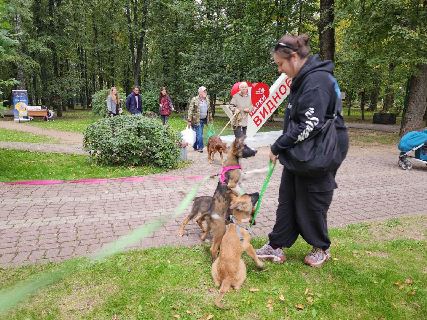 животные, пристройство, волонтер, видное, помощь,
