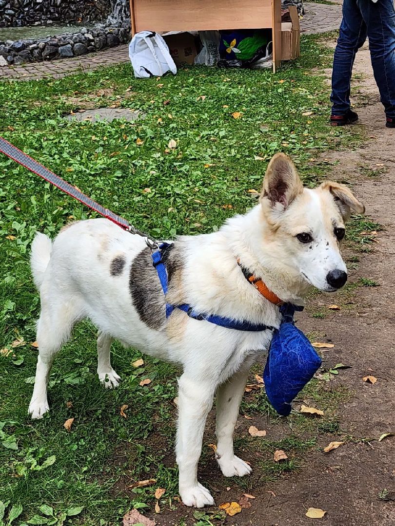 животные, пристройство, волонтер, видное, помощь,