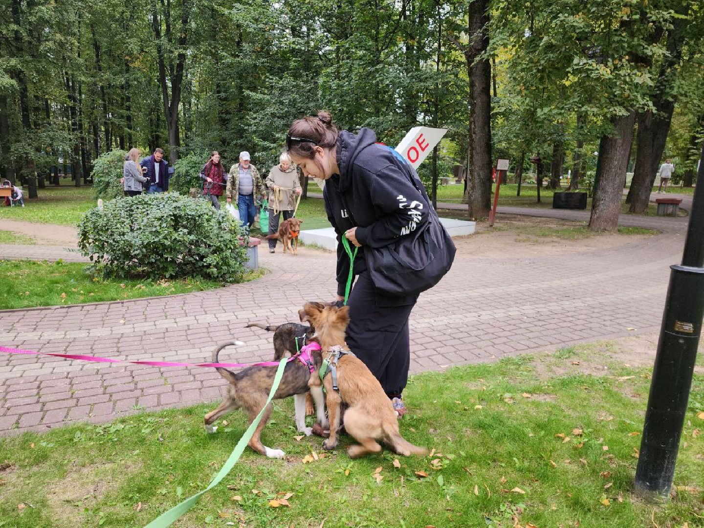 животные, пристройство, волонтер, видное, помощь,