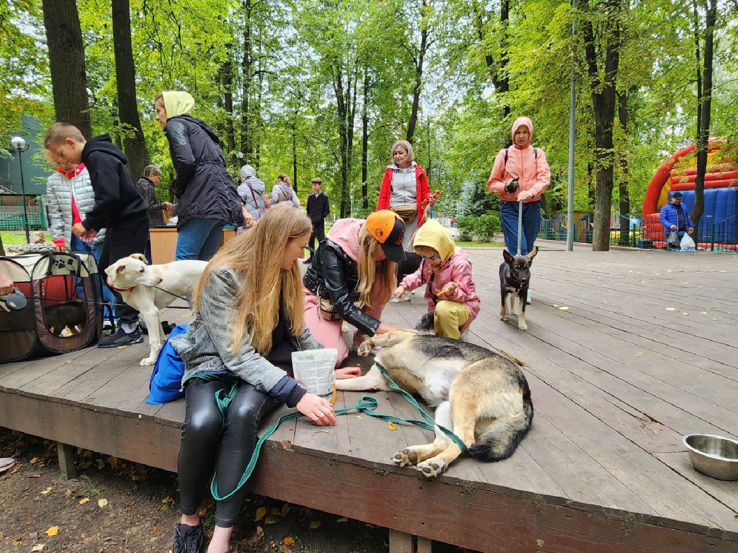 животные, пристройство, волонтер, видное, помощь,