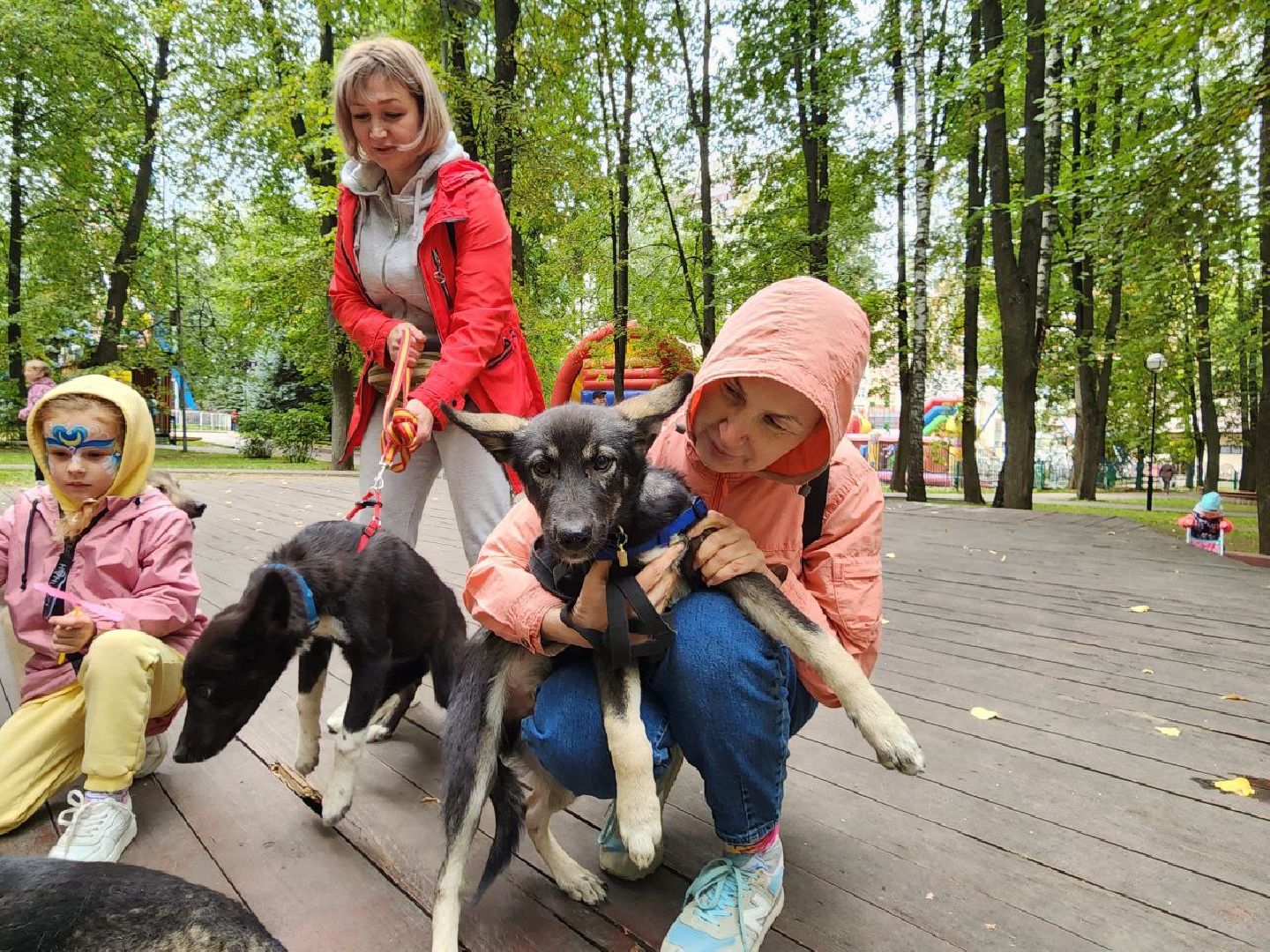 животные, пристройство, волонтер, видное, помощь,