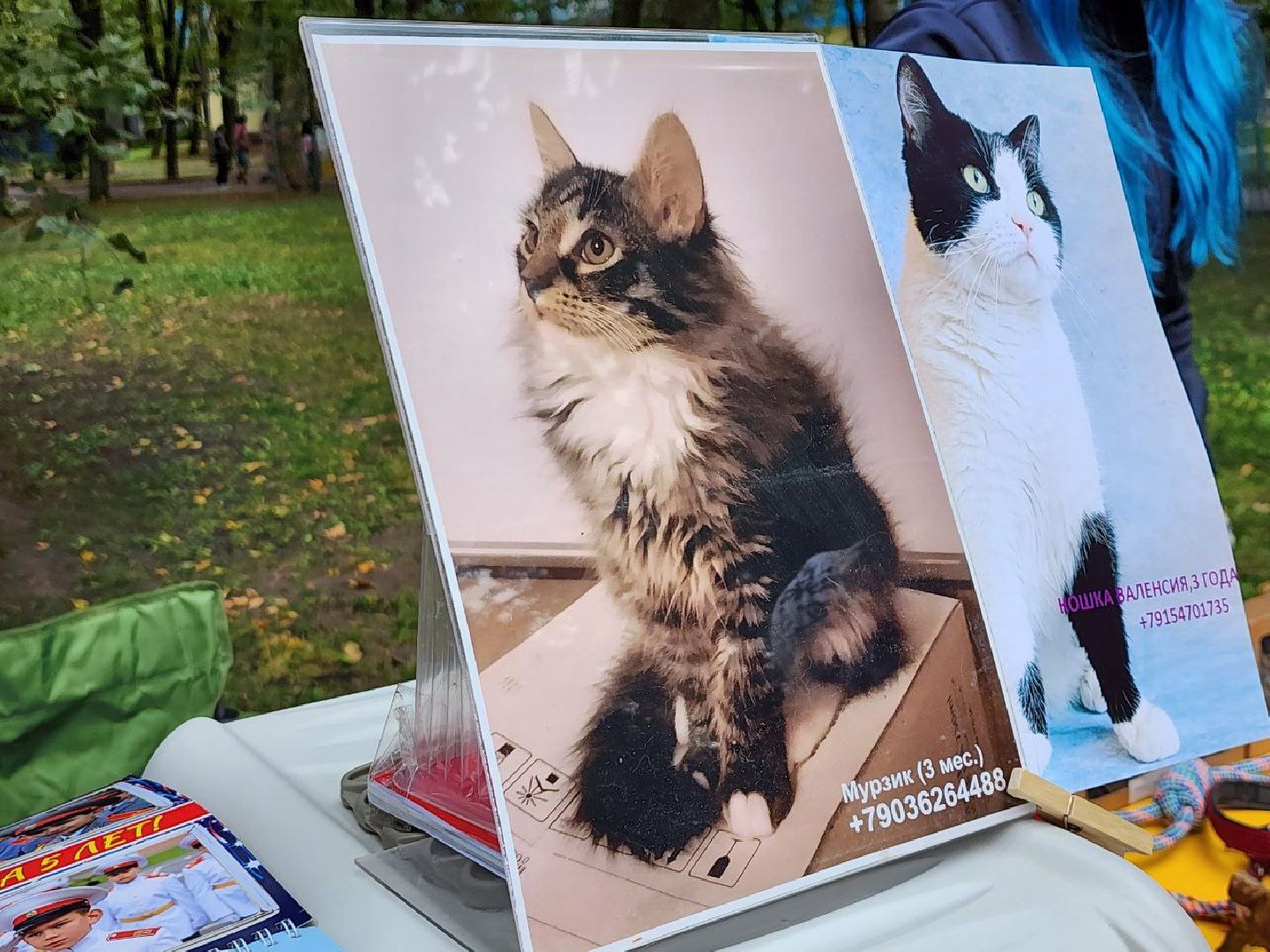 животные, пристройство, волонтер, видное, помощь,