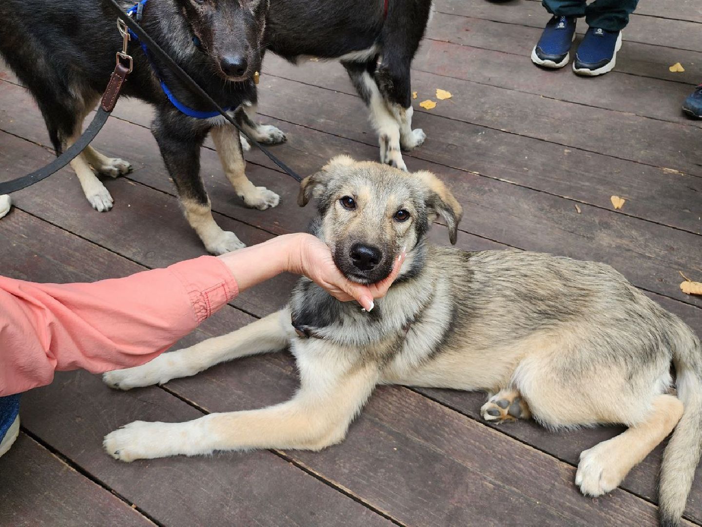 животные, пристройство, волонтер, видное, помощь,