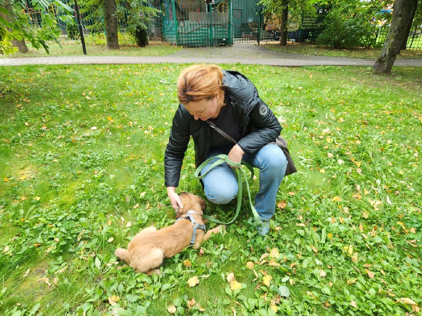 животные, пристройство, волонтер, видное, помощь,