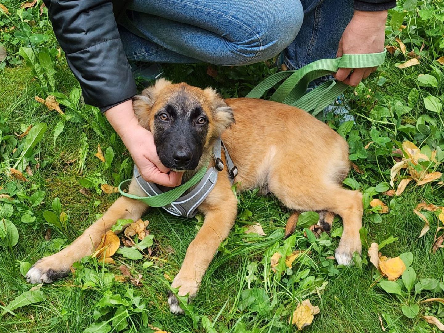 животные, пристройство, волонтер, видное, помощь,