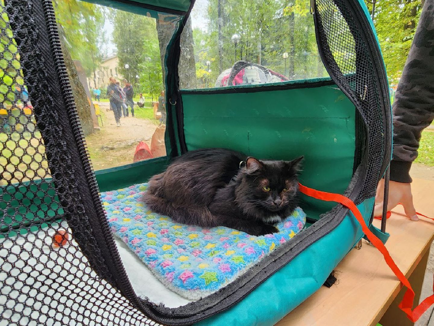 животные, пристройство, волонтер, видное, помощь,