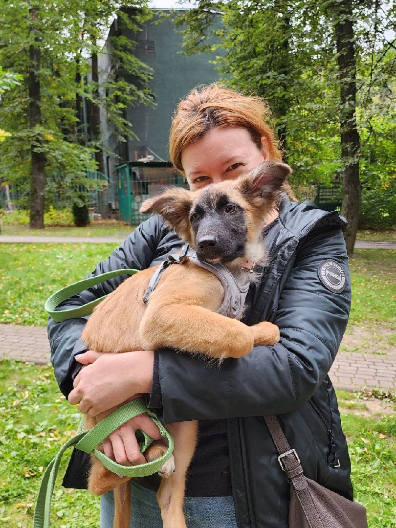 животные, пристройство, волонтер, видное, помощь,