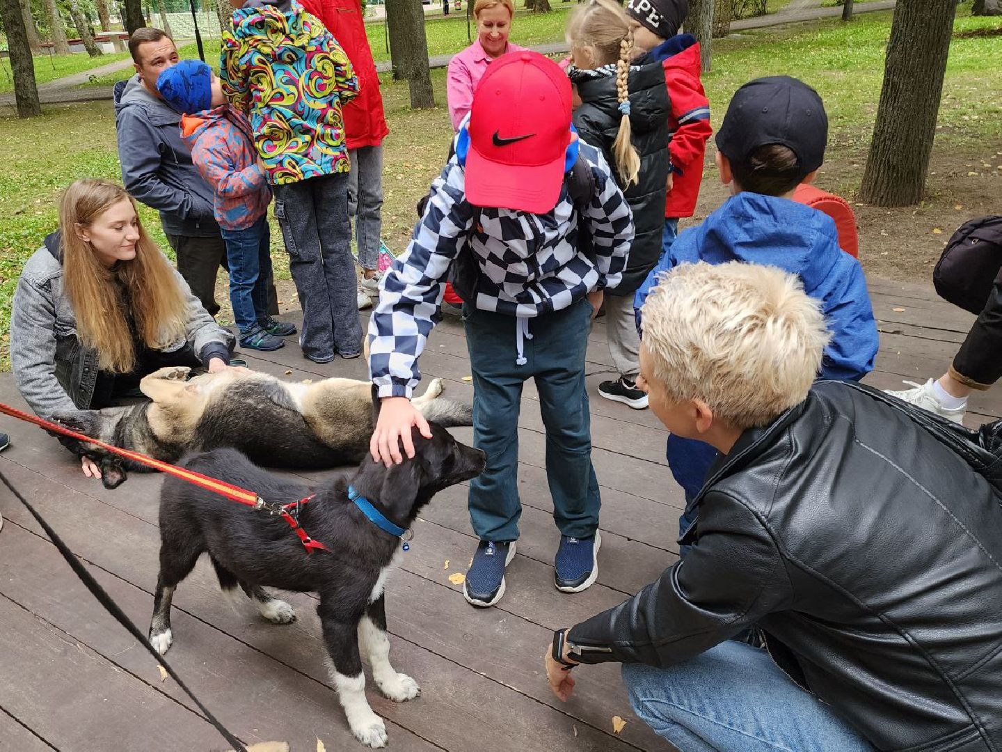 животные, пристройство, волонтер, видное, помощь,