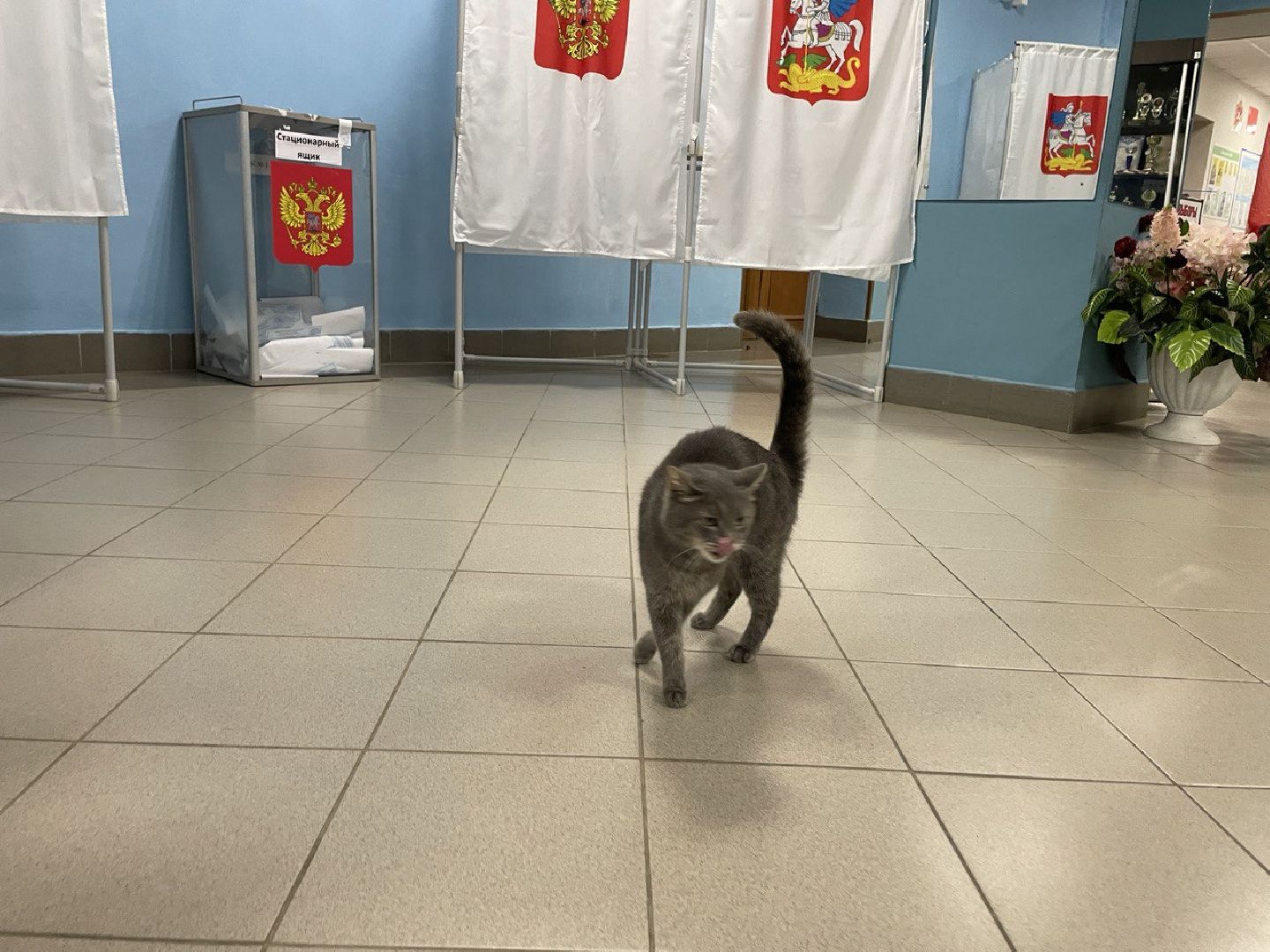 Волоколамск, выборы губернатора московской области, кошка Машка