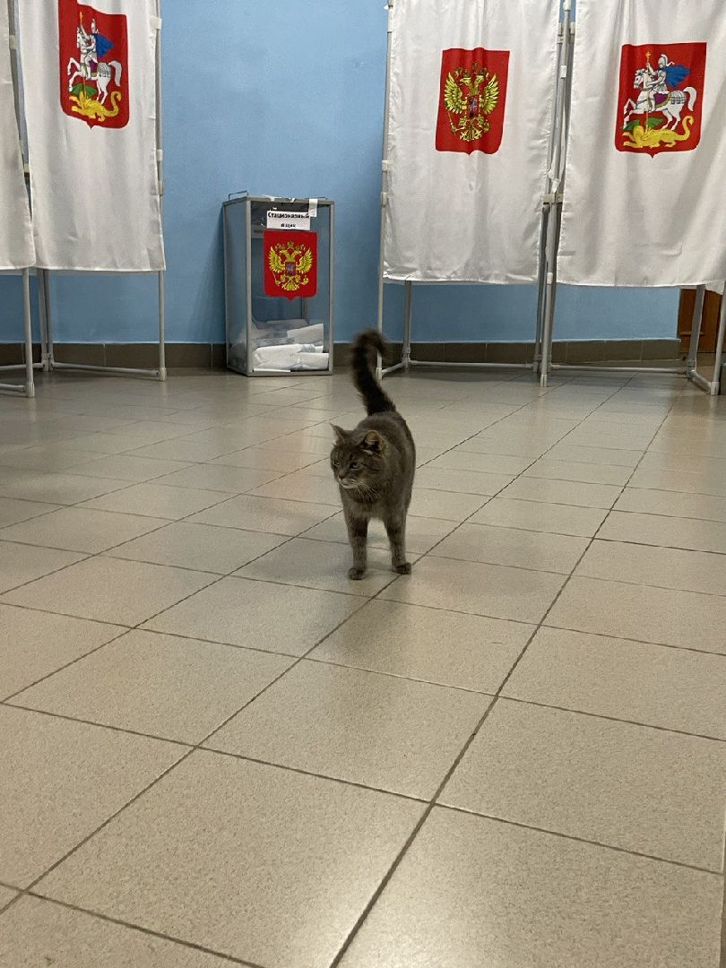 Волоколамск, выборы губернатора московской области, кошка Машка