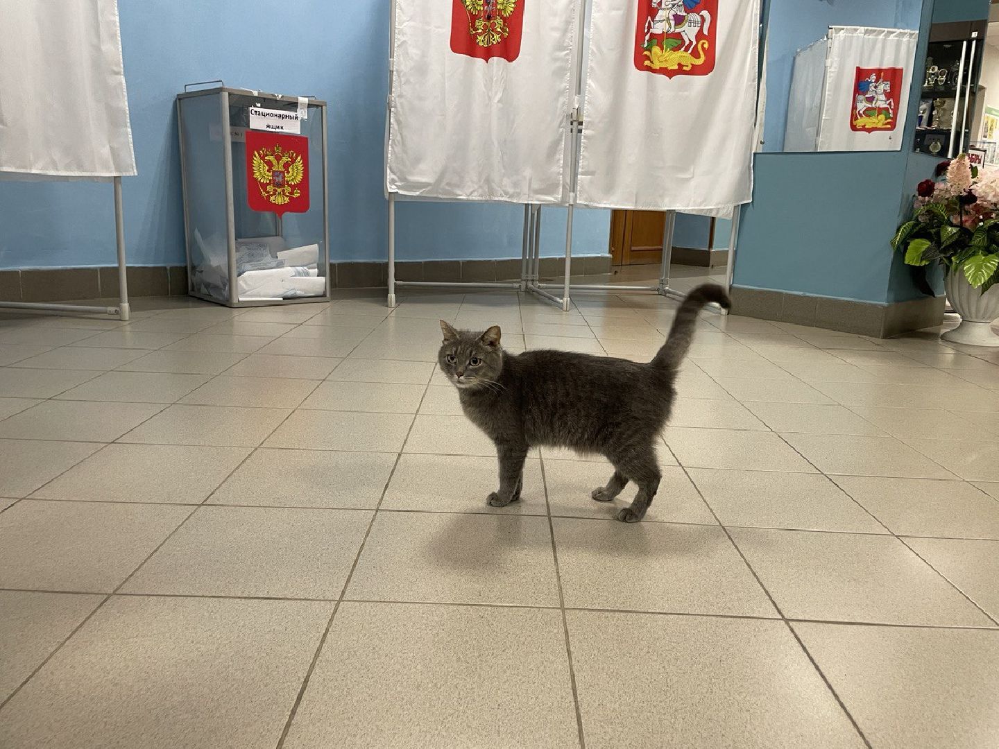 Волоколамск, выборы губернатора московской области, кошка Машка