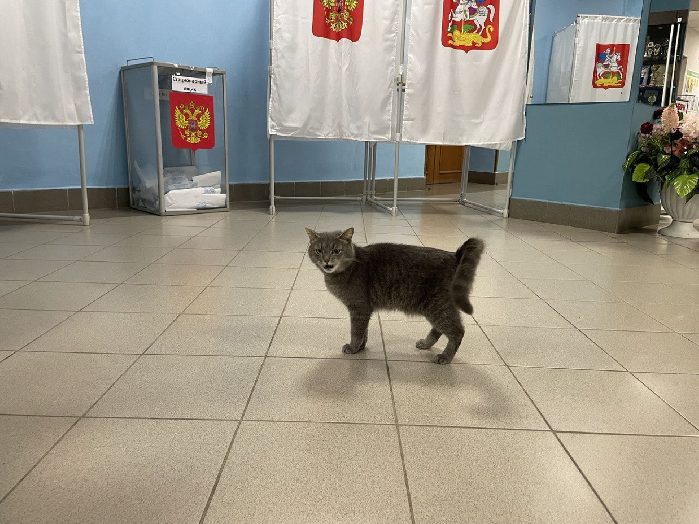 Волоколамск, выборы губернатора московской области, кошка Машка