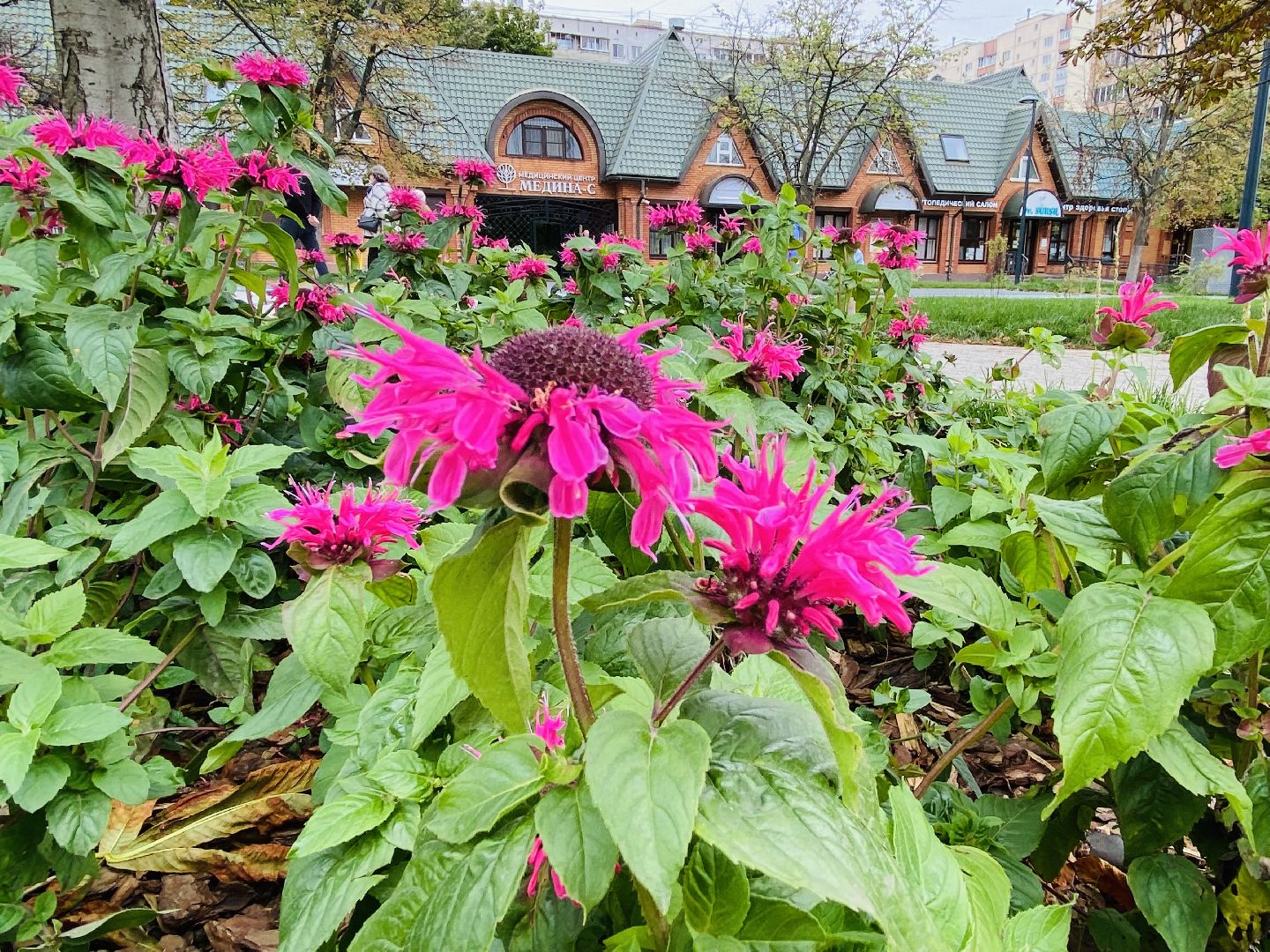 Балашиха, Бульвар Цветов, благоустройство, мцд4,