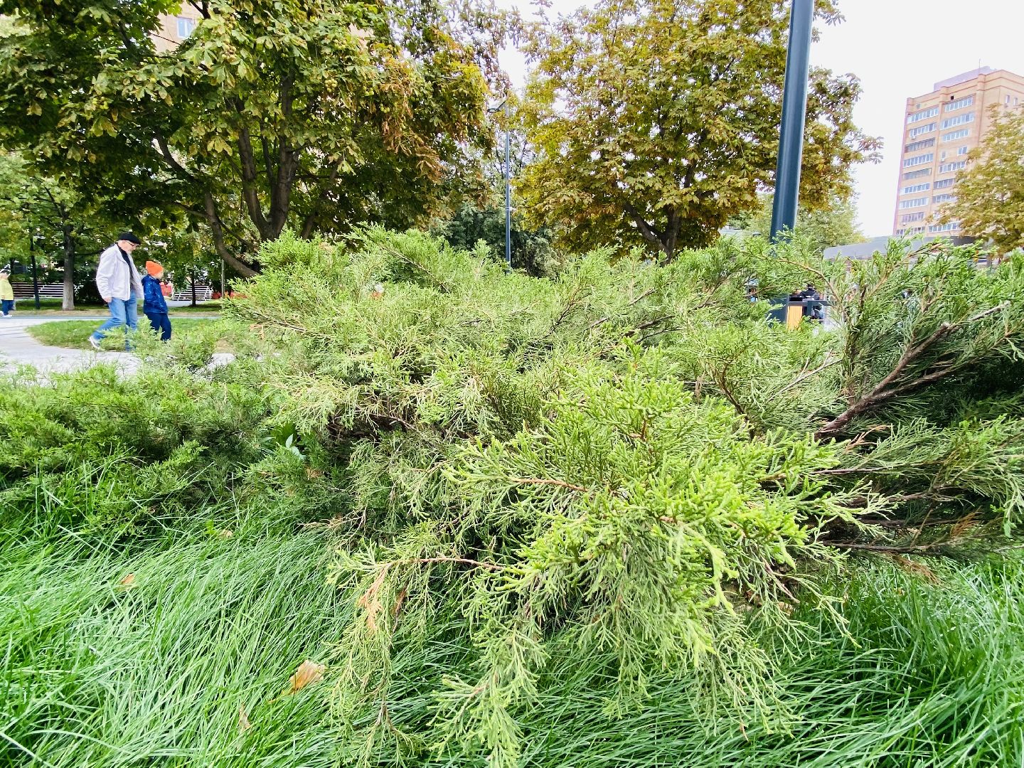 Балашиха, Бульвар Цветов, благоустройство, мцд4,